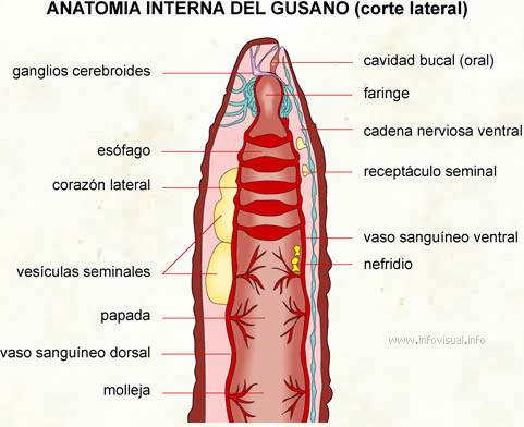 Anatomia interna del gusano